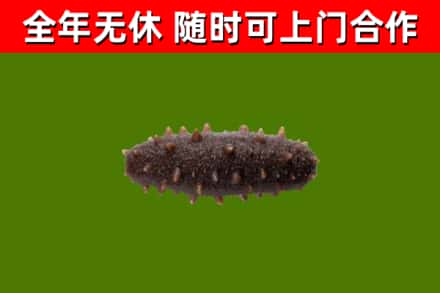 阳东烟酒回收干海参.jpg
